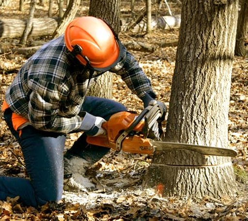 Tree Removal in Burlington, MA